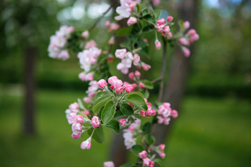 Flowers on a branch of Apple. Summer blossoming of nature. Delicate flowers of fruit tree. Sakura tender.