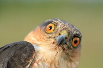Naklejka premium Birds of Europe and World - Sparrow-hawk