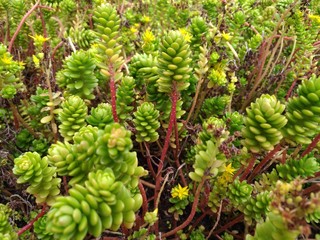 Plantas Verdes