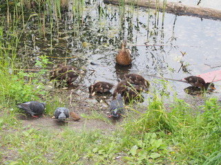 Pigeons and a brood of wild ducks peck the bread. Duck watching ducks.