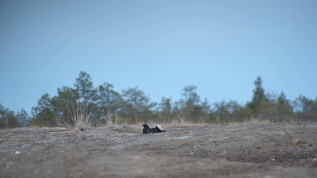 Black grouse (tetrao tetrix) in nature habitat. A black grouse calling early.