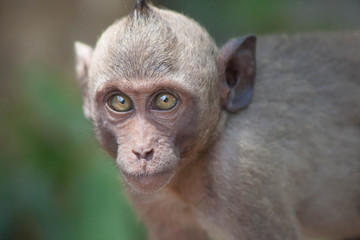可愛いサル