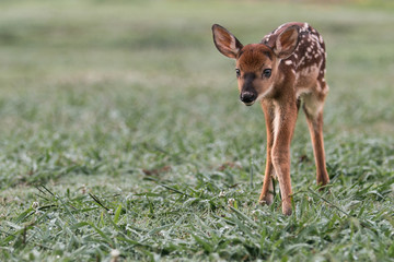 Orphaned Deer