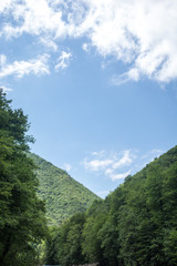 Top mountain woods landscape vertical