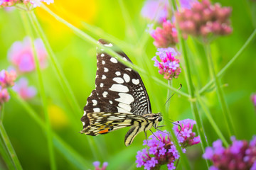 Beautiful Butterfly on Colorful Flower