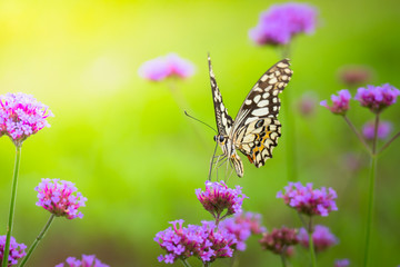 Beautiful Butterfly on Colorful Flower