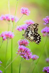 Beautiful Butterfly on Colorful Flower