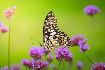 Beautiful Butterfly on Colorful Flower