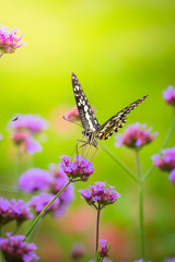 Beautiful Butterfly on Colorful Flower