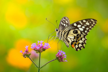Beautiful Butterfly on Colorful Flower