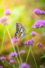 Beautiful Butterfly on Colorful Flower