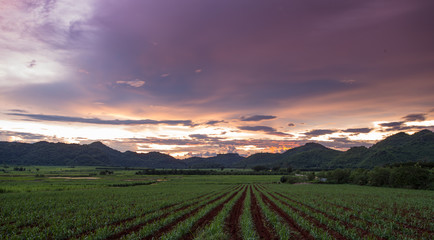 Fototapeta na wymiar sunset over mountain and sugar cane field