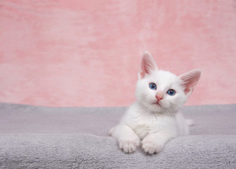 Small fluffy white kitten laying on a fluffy gray blanket looking directly at viewer. Textured marbled pink background. Copy space