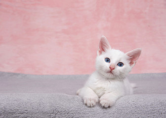 Small fluffy white kitten laying on a fluffy gray blanket looking directly at viewer. Textured...