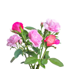 Bunch of roses isolated on white