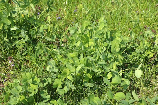 Tall grass in garden with lot of shamrocks, three and four-leaf clovers, detail lawn photo