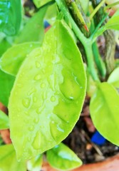 Hoja con gotas de lluvia