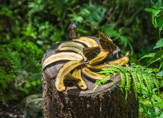 Four butterflies eating sweet banana