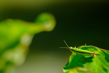 grasshopper standing on  leaf