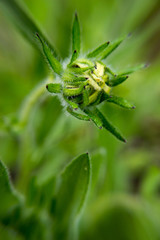 Rudbeckia with leaves