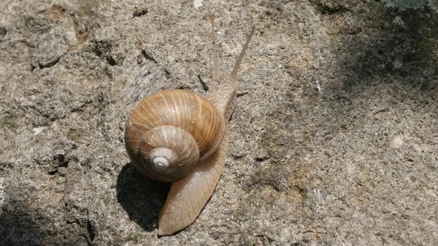 Close-up Roman or Burgundy snail in slow motion 1080p FullHD footage - Helix pomatia escargot slow-mo movements 1920X1080 HD video 