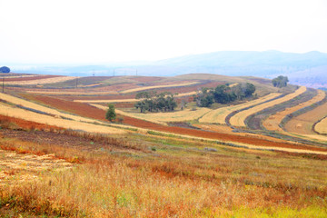 The terraced fields in autumn