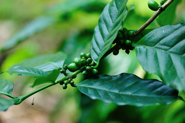 Coffee beans in growth on tree