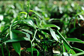 green vanilla plants and fruits in growth at garden