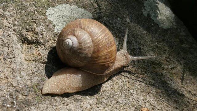 Helix pomatia escargot with spiral shell close-up 4K 2160p 30fps UltraHD footage - Outdoor slowly moving burgundy snail 3840X2160 UHD video