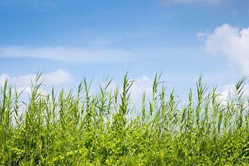 Green grass and blue sky