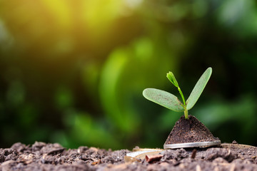 Stacked coins placed on the soil and seedling on top.