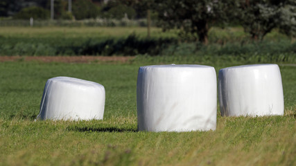 Bales of hay wrapped in white plastic in a field