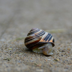A small snail coming out of it's shell on a sidewalk