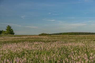 Fototapeta na wymiar Flower meadow in Krusne hory mountains