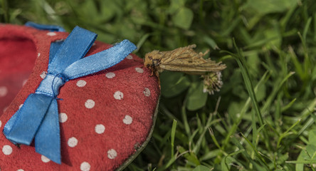 Moth on shoes in green grass