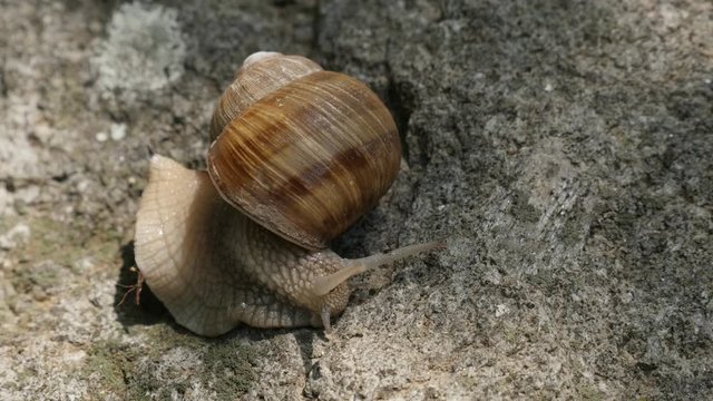 Burgundy snail moving slowly 4K 2160p 30fps UltraHD footage - Helix pomatia escargot with spiral shell close-up 3840X2160 UHD video