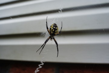 An spider with a story