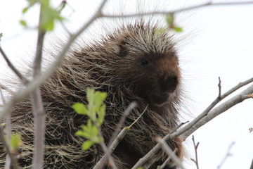 Porcupine 