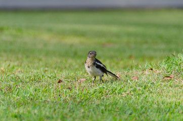 thailand magpie bird playing walking on grass in public park.