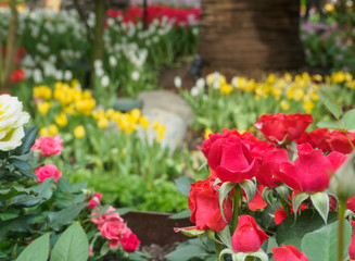 Naklejka premium Detail of red roses