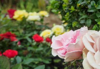 Pink rose flowers on the rose bush