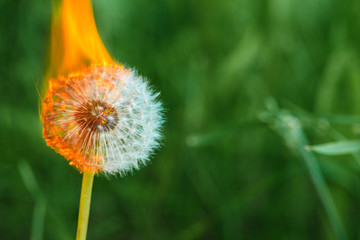 Dandelion on fire in the garden among the grass