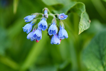 Flowers bell blue, on a heavily blurred green background plants