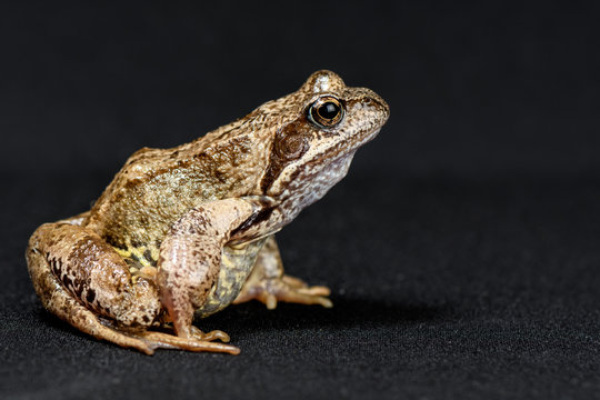 Frog is sitting in profile on a black background