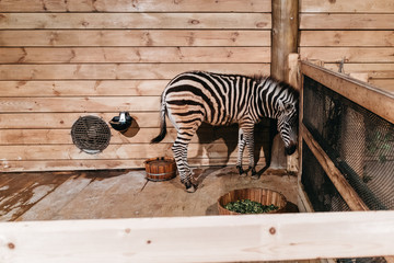 zebra in  stable