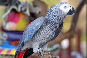 African Grey Parrot