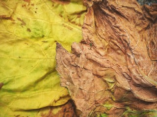 Dried leaves