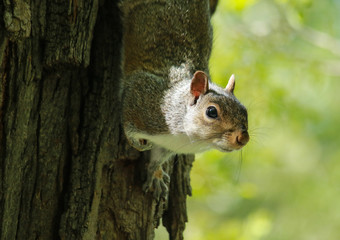 Squirrels stare