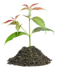 Young plant on white