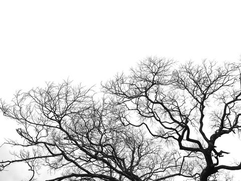 Dead branches tree isolated on white background